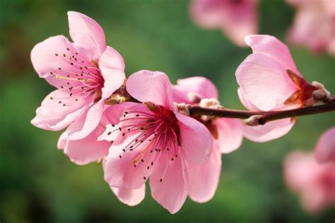 桃花圖|超过 100000 张关于“桃花树”和“桃花”的免费图片